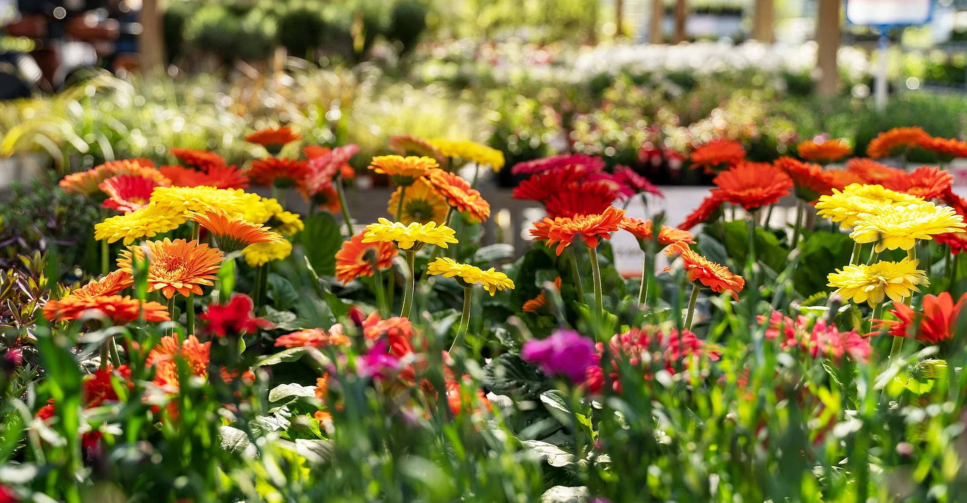 Blühende Gerbera im Gartencenter