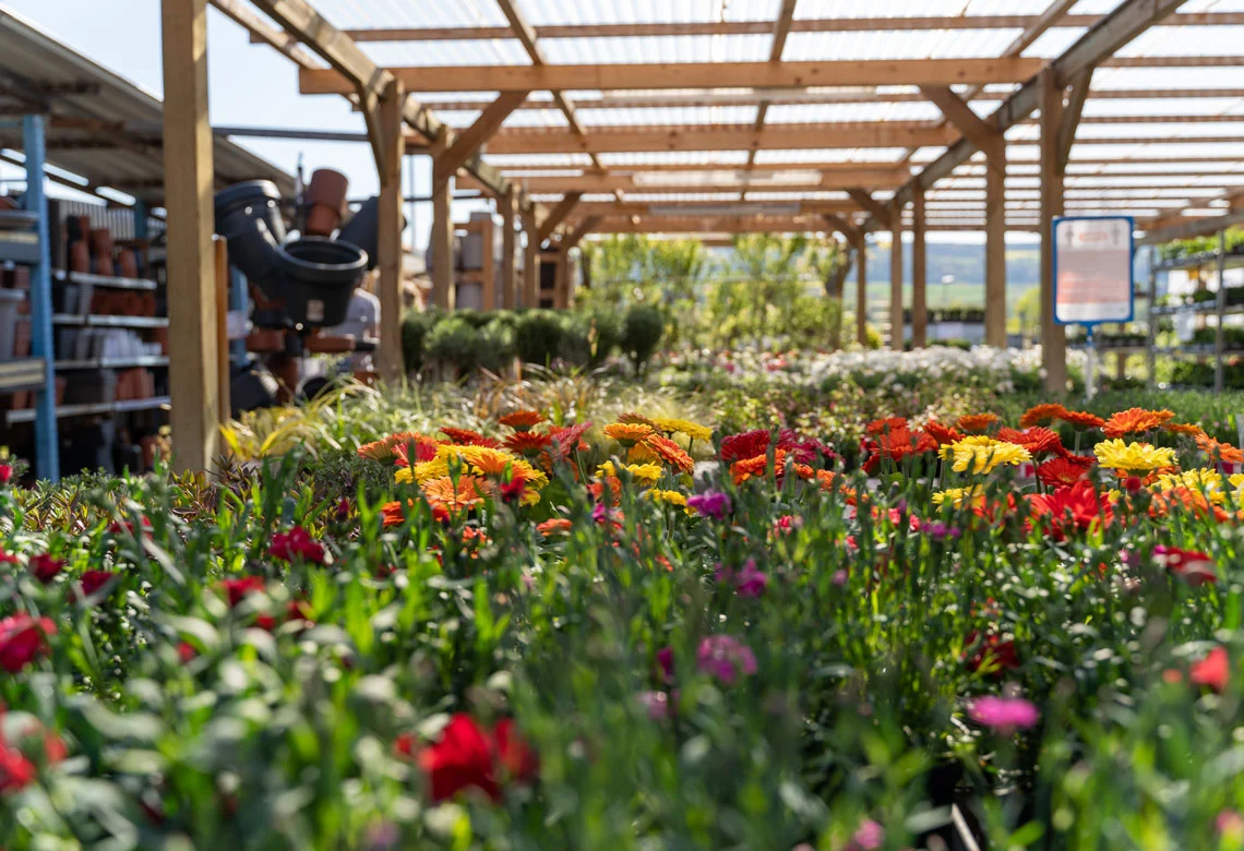 Blumenmeer unter der Pergola des Gartencenters