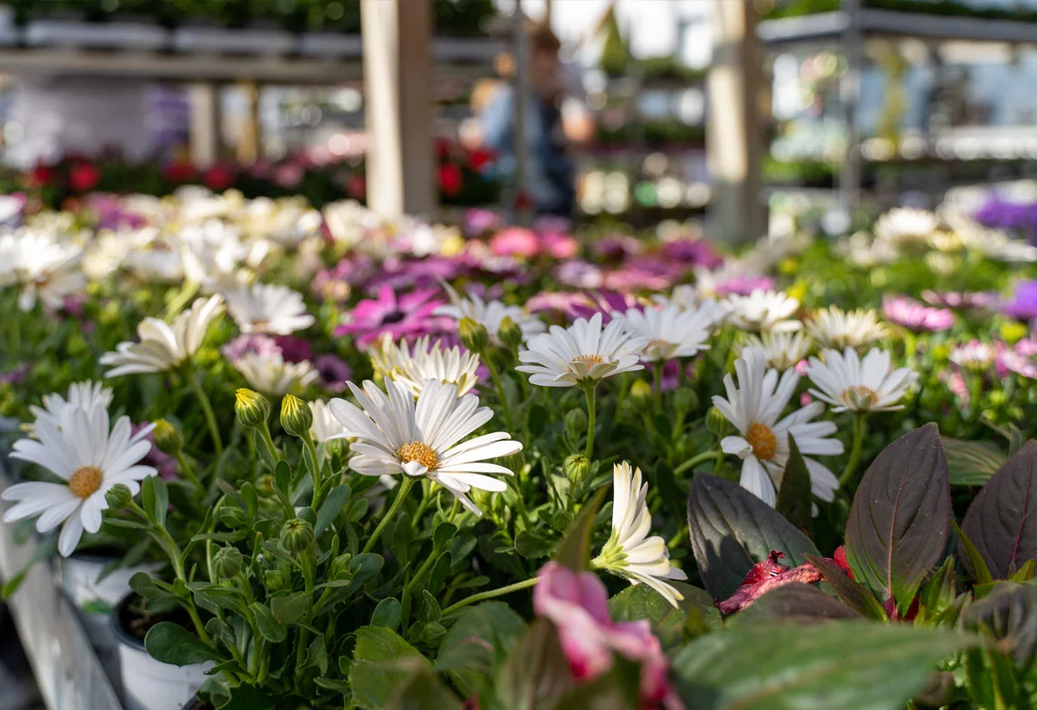 Weiße und violette Blüten in Nahaufnahme